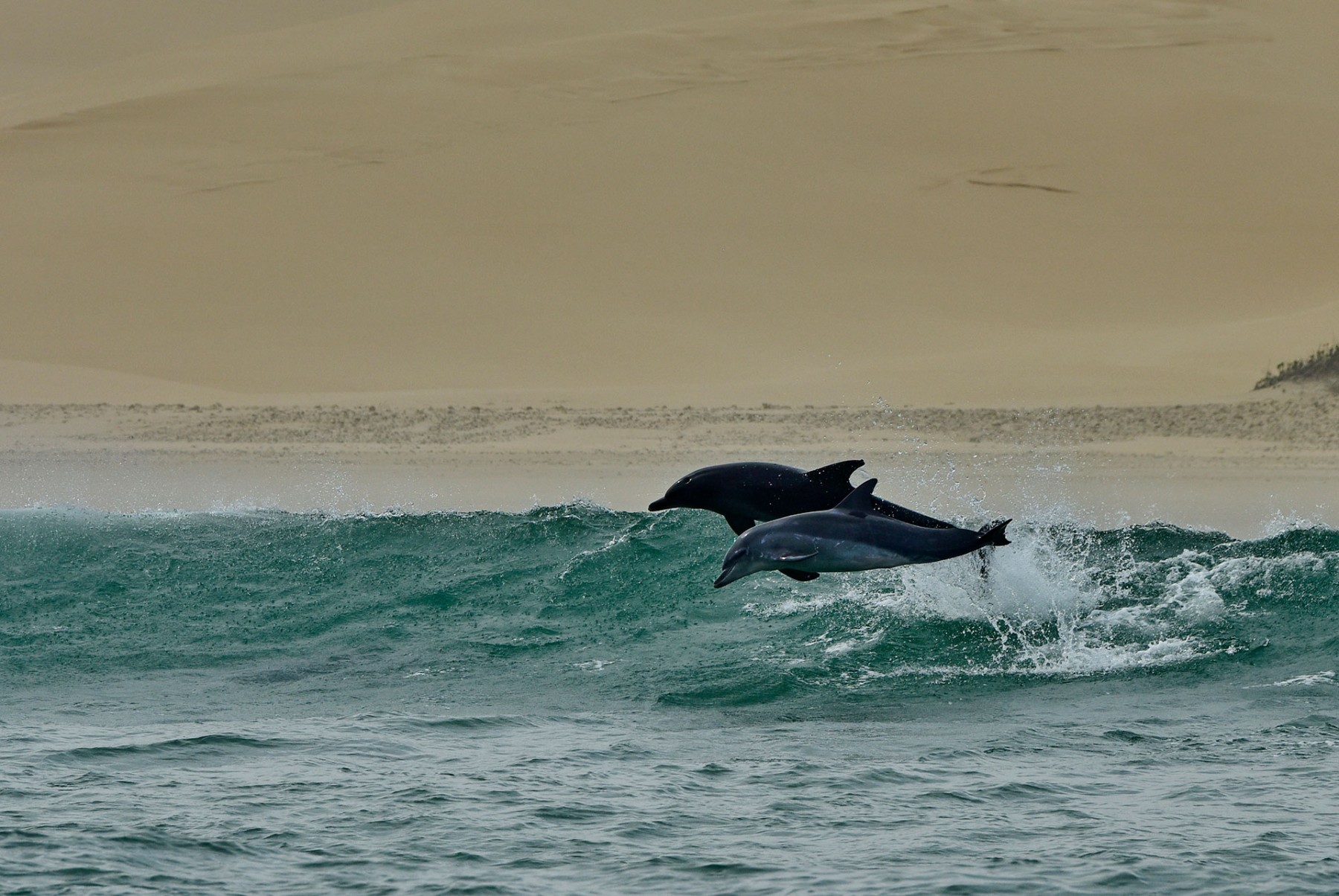 Dolphin in the wild