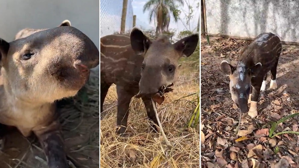 You’re helping Melancia the tapir recover from Brazil fires